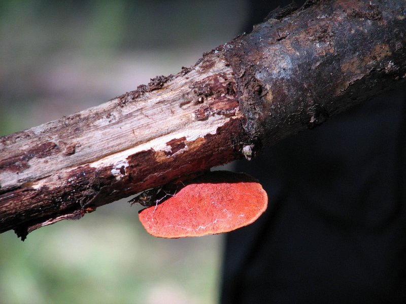 Picnoporus cinnabarinus